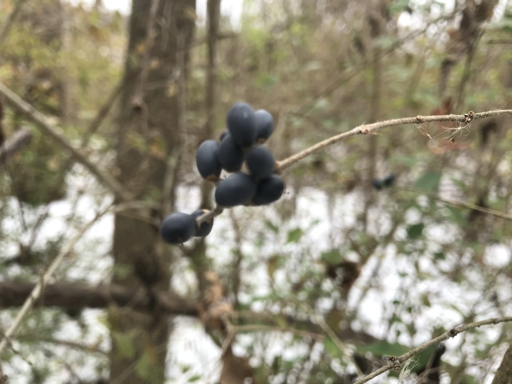 border privet from White Brook Nature Area, Fairport, NY, US on November 18, 2019 at 0215 PM by