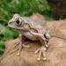 Christy's Tree Frog - Photo (c) Robert Sekisambu, all rights reserved, uploaded by Robert Sekisambu