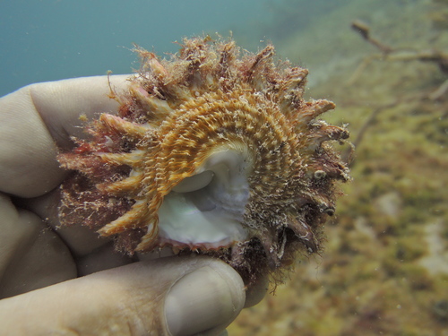 Lithopoma phoebium (Röding, 1798)