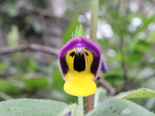 Microchirita simia
