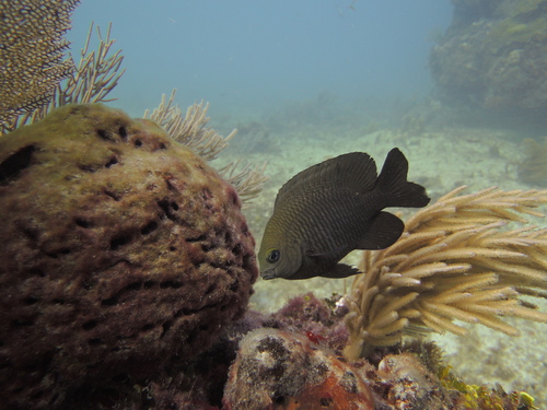 Dusky Damselfish