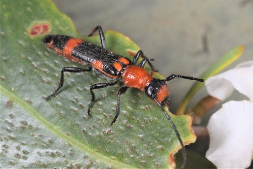 Earinis krueslerae