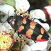 Castiarina marginata - Photo (c) Martin Lagerwey, all rights reserved, uploaded by Martin Lagerwey
