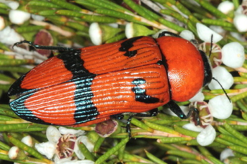 Temognatha flavicollis · iNaturalist