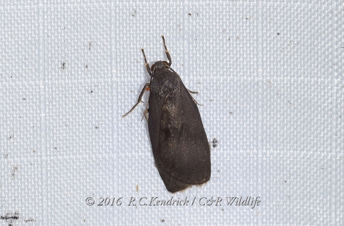 Lambula malayana