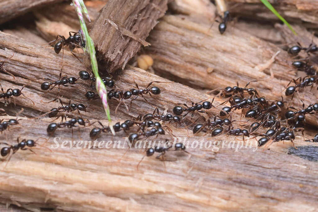 Laeviceps-group Raider Ants from 中国安徽省宣城市泾县 on September 6, 2025 at 09: ...