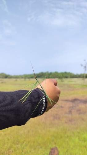 Indian Grass Mantis