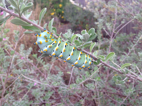 Calleta Silkmoth