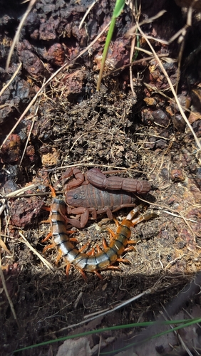 Hottentotta rugiscutis