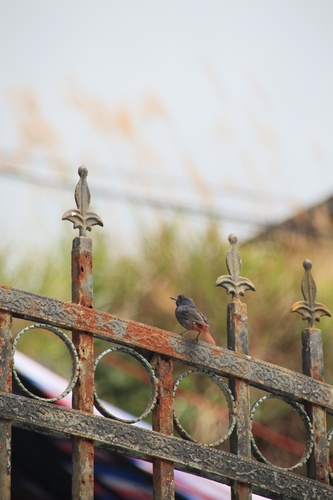Plumbeous Water Redstart