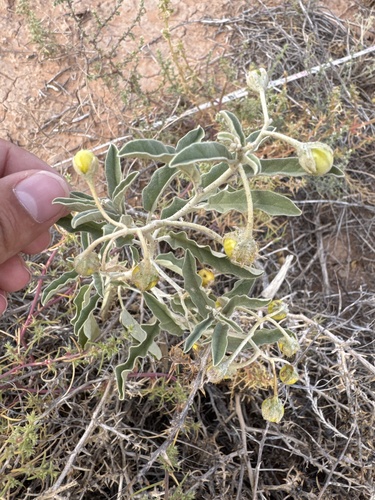 silverleaf nightshade
