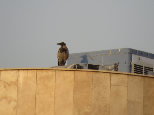 Hooded Crow