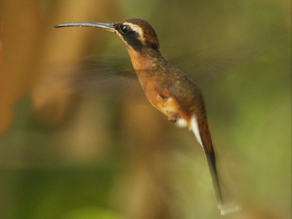 Black-throated Hermit photo