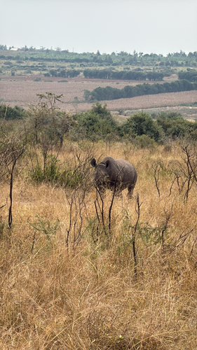 Eastern Black Rhinoceros