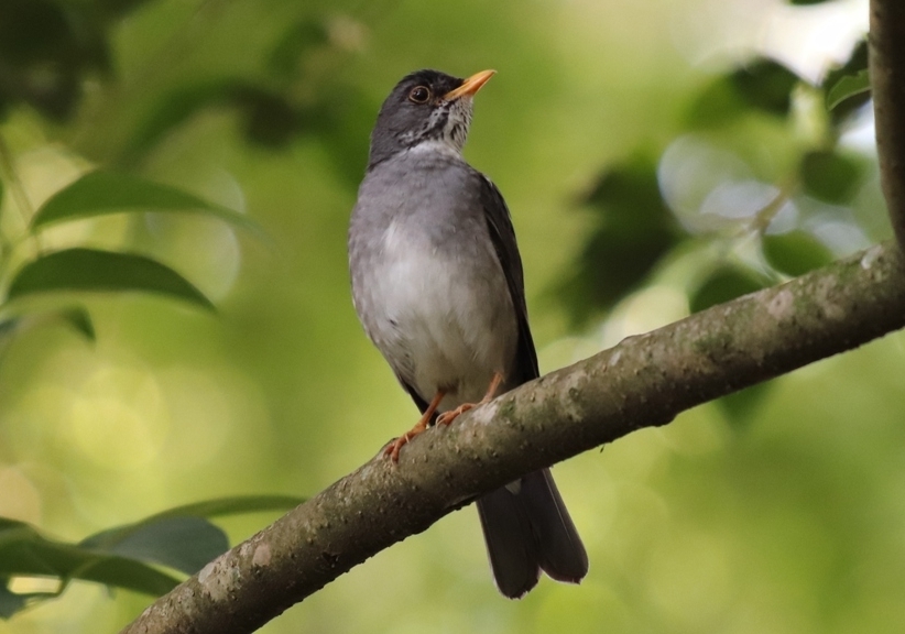 Blacksmith Thrush photo