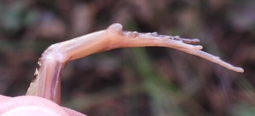 Moor Frog