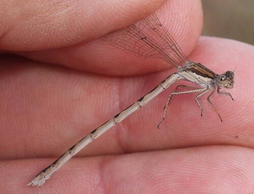 Common Winter Damselfly