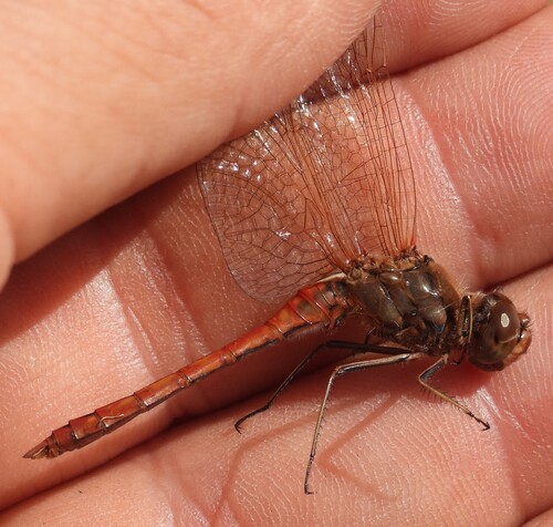 Vagrant Darter