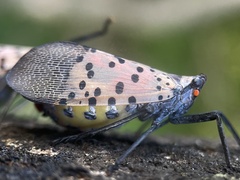 Lycorma delicatula