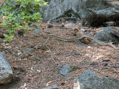 iNaturalist observation photo of Northern Pacific Rattlesnake