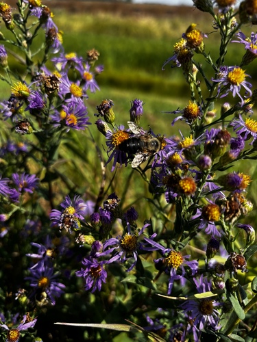 Brown-belted Bumble Bee