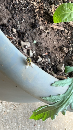 Unknown species found near Hillsboro