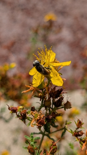 Unknown species found near Douglas County, OR, USA