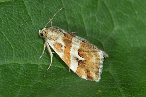 Subgenus Eublemma · iNaturalist
