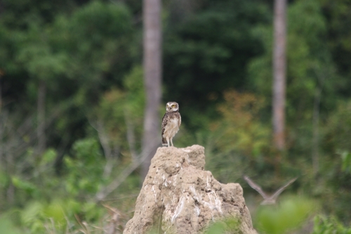 Burrowing Owl