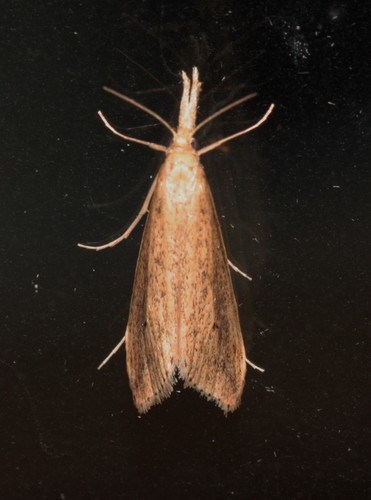 Sordid Donacaula Moth