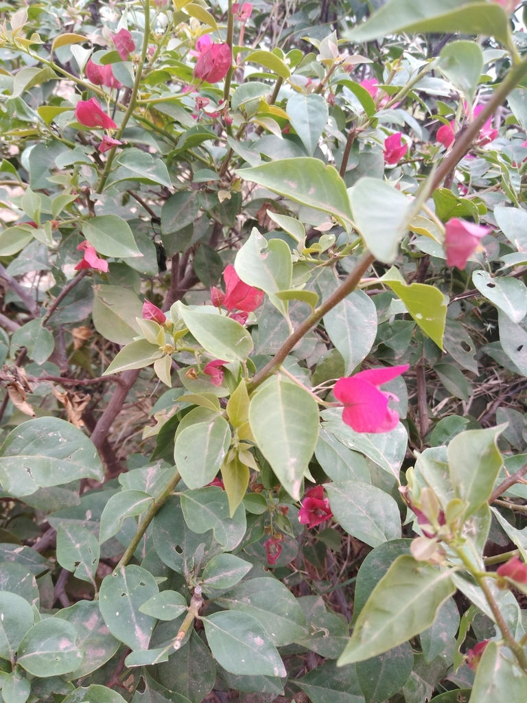 bougainvilleas from Laguna Nainari, 85137 Cd Obregón, Son., México on ...