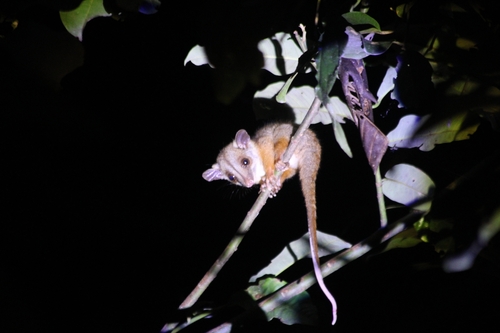 Brown-eared Woolly Opossum