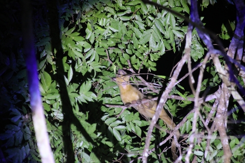 Amazonas Kinkajou