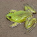 Paraguayan Swimming Frog - Photo (c) Walter S. Prado, all rights reserved, uploaded by Walter S. Prado