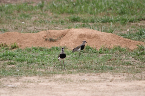Southern Lapwing