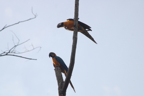 Blue-and-yellow Macaw