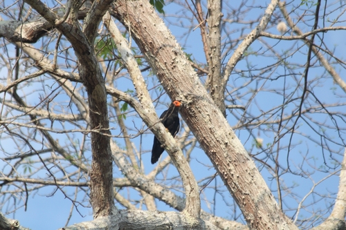 Black Caracara