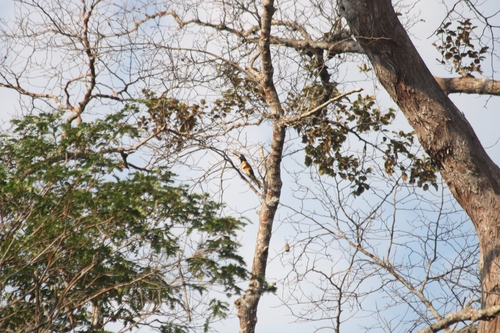 Chestnut-eared Aracari