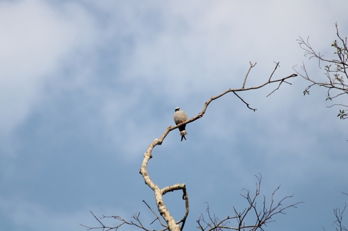Plumbeous Kite
