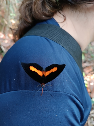 Unspotted Firewing