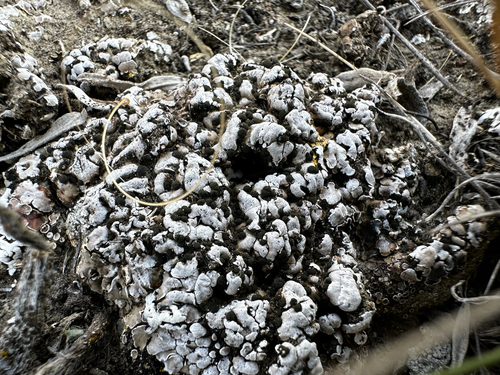 Cerebral Fishscale Lichen