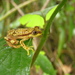 Smooth Spiny Reed Frog - Photo (c) Robert Sekisambu, all rights reserved, uploaded by Robert Sekisambu