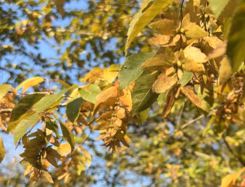 Carpinus