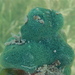 Amphimedon viridis - Photo 由 Jeff Stauffer 所上傳的 (c) Jeff Stauffer，保留所有權利
