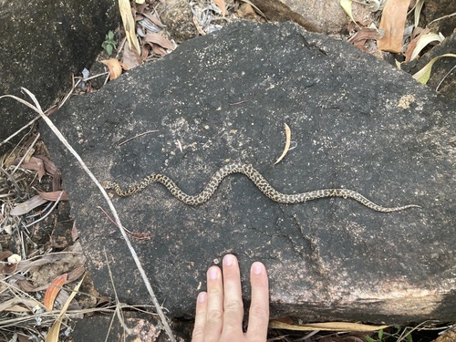 Spotted Python sighting