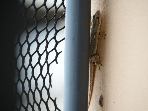 Flat-tailed House Gecko
