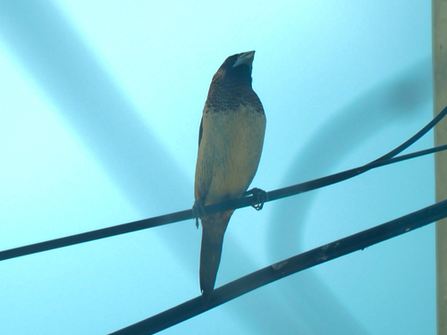 White-rumped Munia