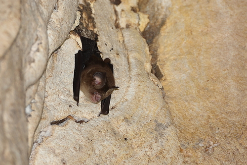 Boeadi’s Roundleaf Bat (Hipposideros boeadii) — Data Deficient Mammalia