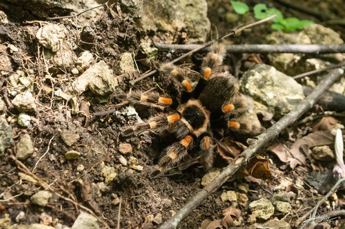 Mexican Orangeknee Tarantula