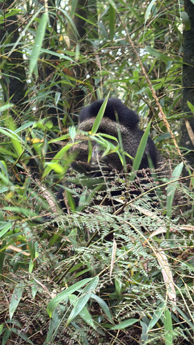 Blue Monkey
